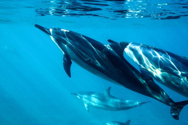 Quels sont les meilleurs spots pour observer les dauphins en Nouvelle-Zélande?